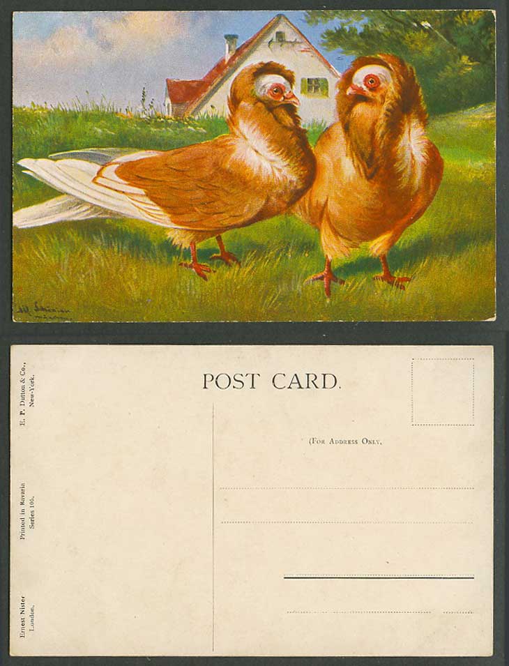 Jacobin Pigeon Jacobins Pigeons Bird Birds Art Artist Signed Old Colour Postcard