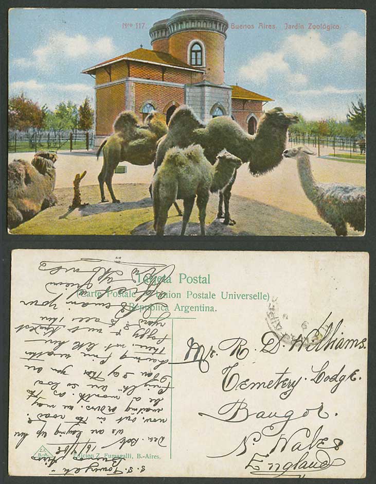 Bactrian Camel Mongolian Camels Argentina Buenos Aires Zoo Gdn 1908 Old Postcard