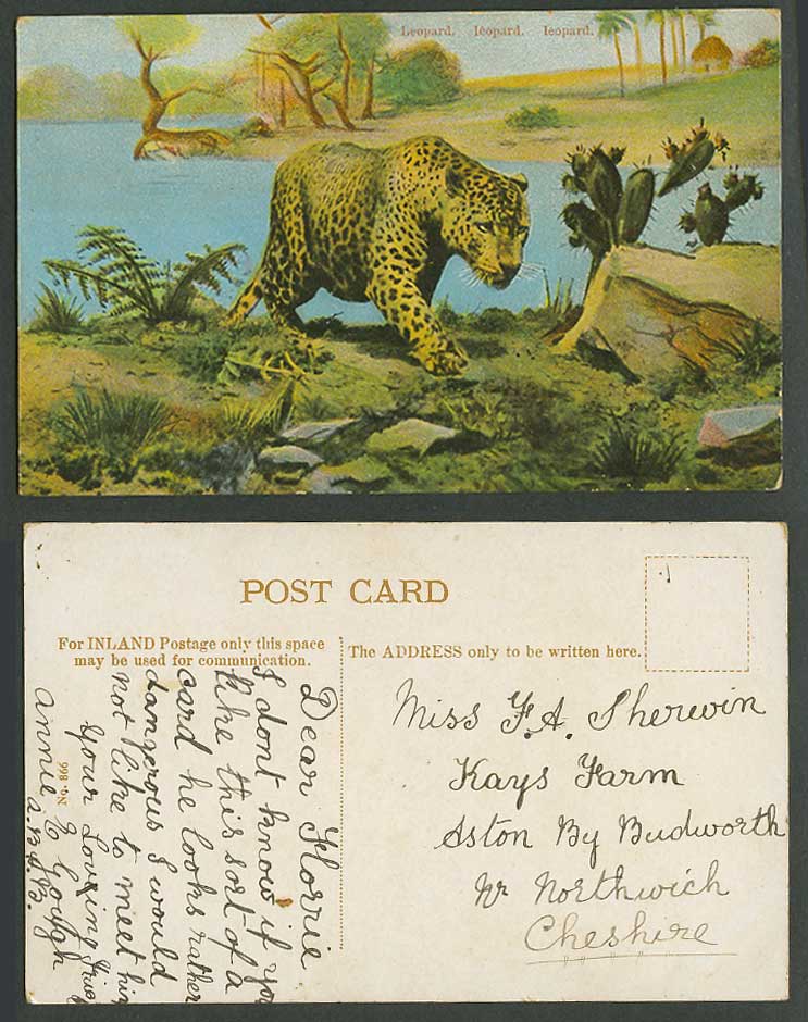 Leopard Animal, Cactus Cacti, River or Lake Scene Old Colour Postcard No. 866