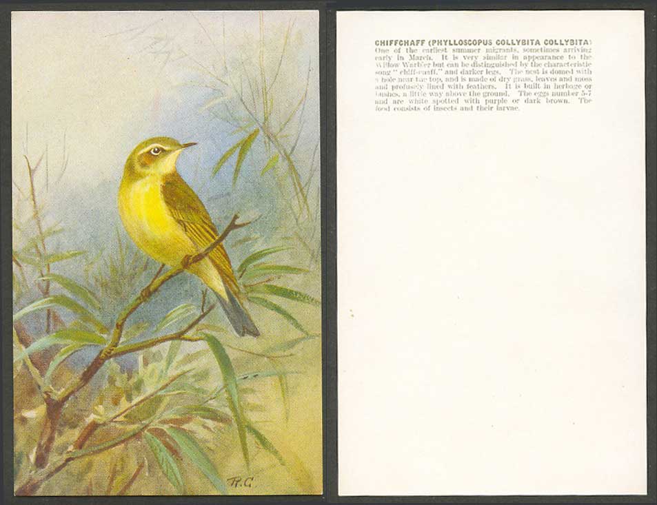 Chiffchaff Bird, Roland Green R.G. Artist Signed Old Card Phylloscopus Collybita
