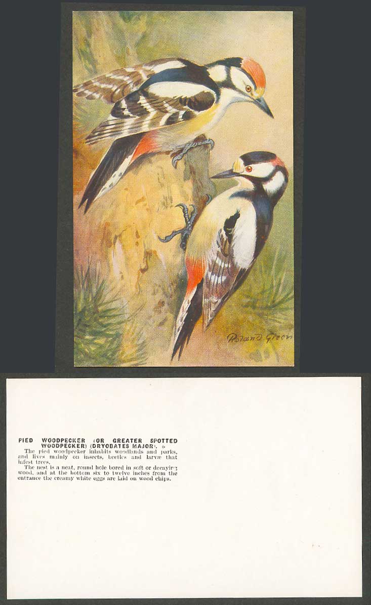 Pied Woodpecker Bird Birds, Roland Green Artist Signed Old Card Dryobates Major