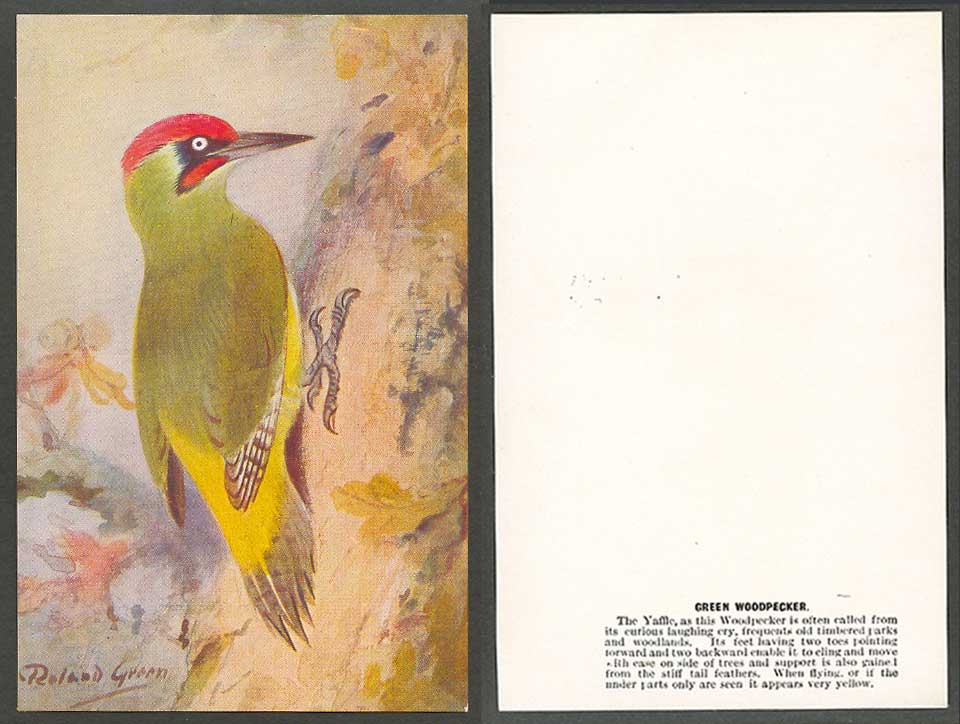 Green Woodpecker Bird, Yaffle, Roland Green Artist Signed Old Card Art Drawn
