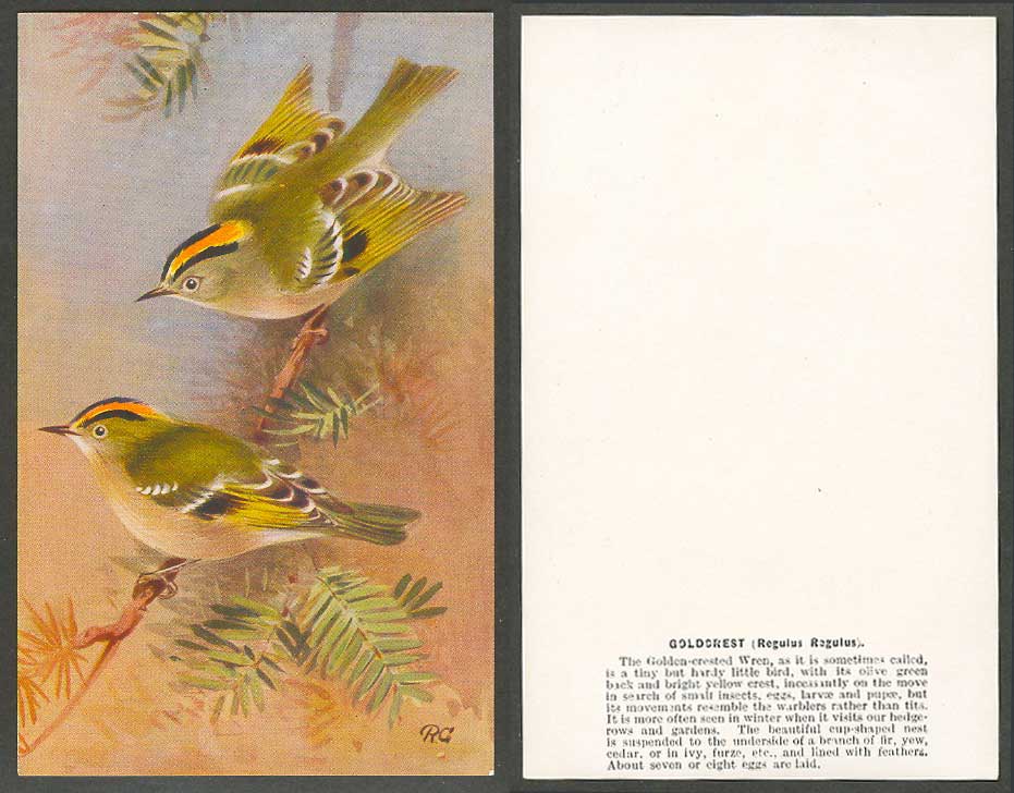 Goldcrest Bird Birds, Roland Green R.G. Artist Signed Old Card Regulus Regulus