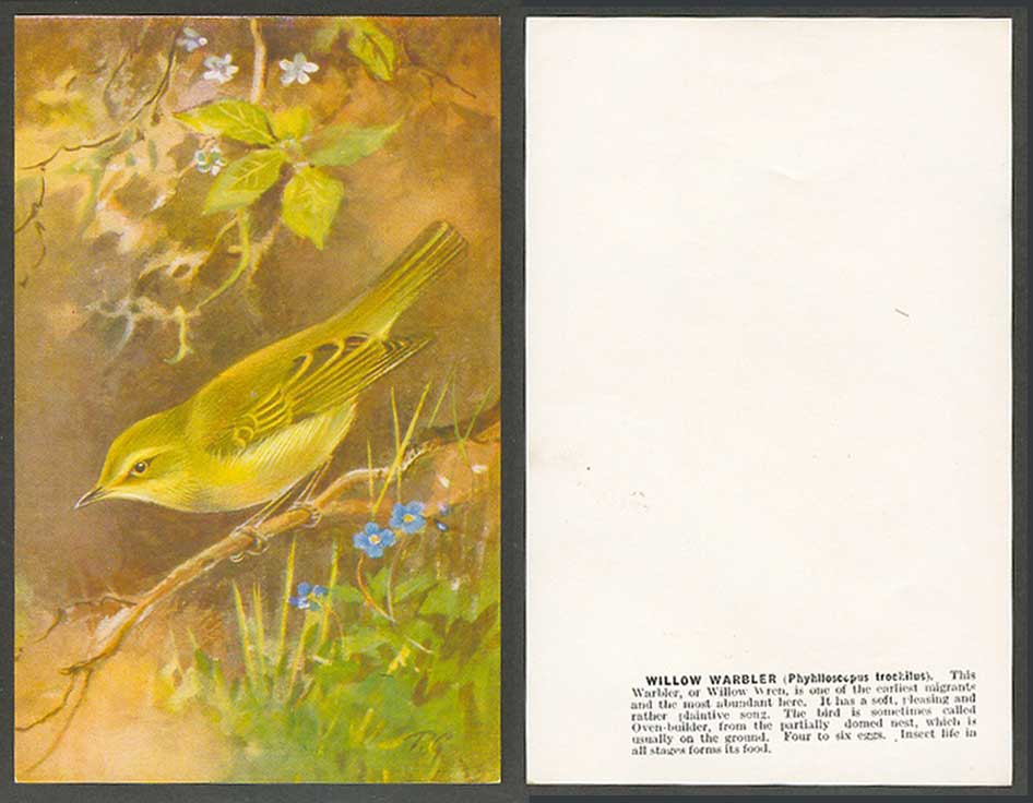 Willow Warbler Bird, Roland Green R.G. Artist Signed Old Card Willow Wren, ART