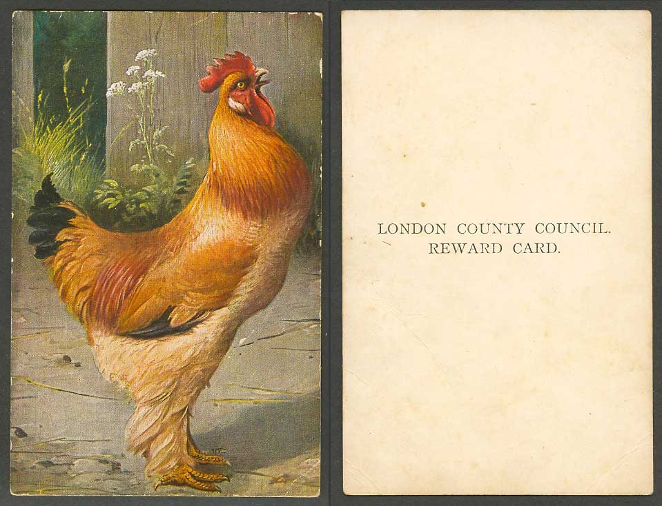 Rooster Cock Bird Art Artist Drawn Old Vintage London County Council Reward Card