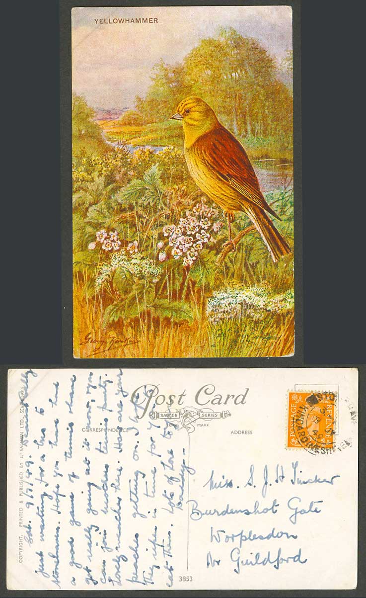 Yellowhammer, Yellow Hammer Bird, George Rankin Artist Signed 1949 Old Postcard