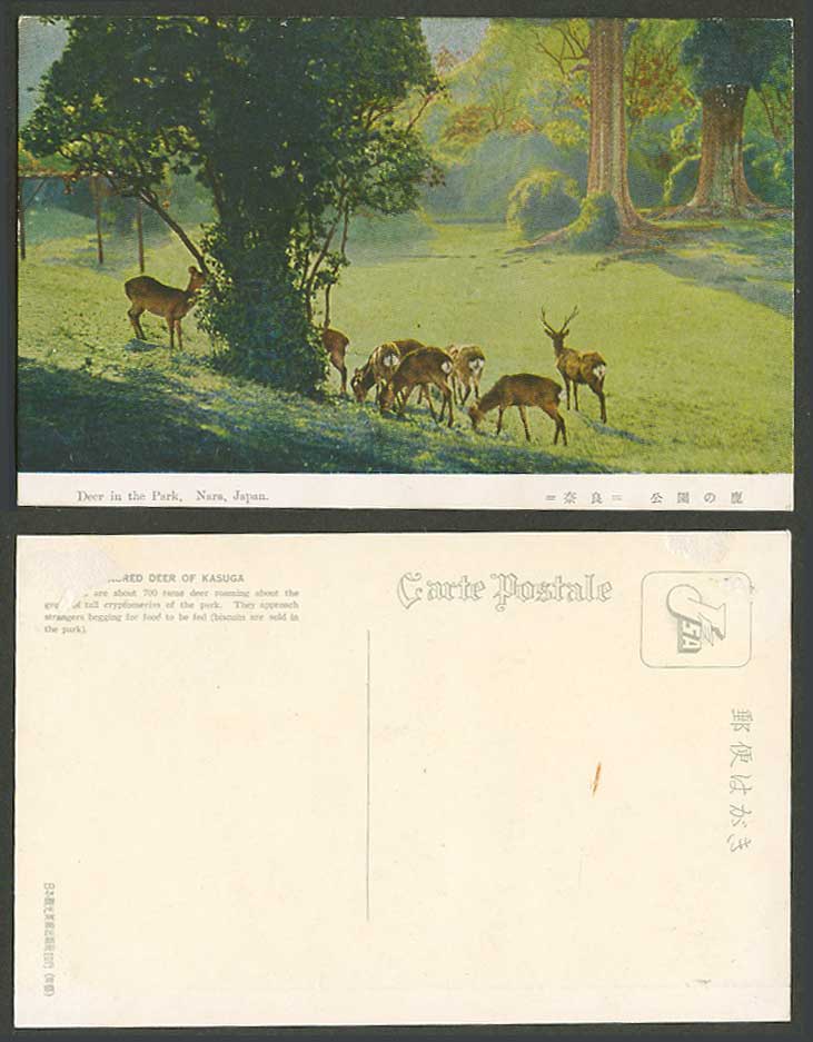 Japan Old Colour Postcard Deer in The Park Nara Pine Trees 奈良春日公園 鹿