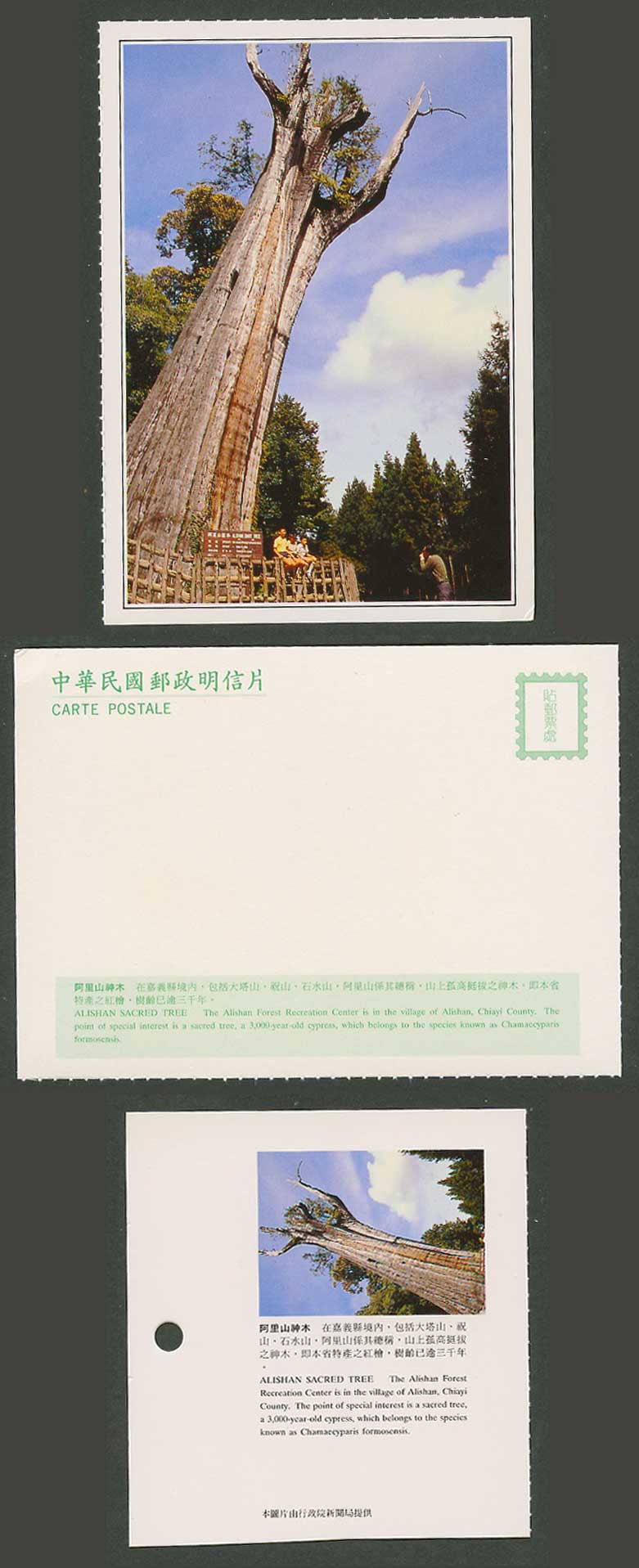 Taiwan Formosa China Postcard Chiayi, Alishan Sacred Tree 3,000 year-old 嘉義阿里山神木