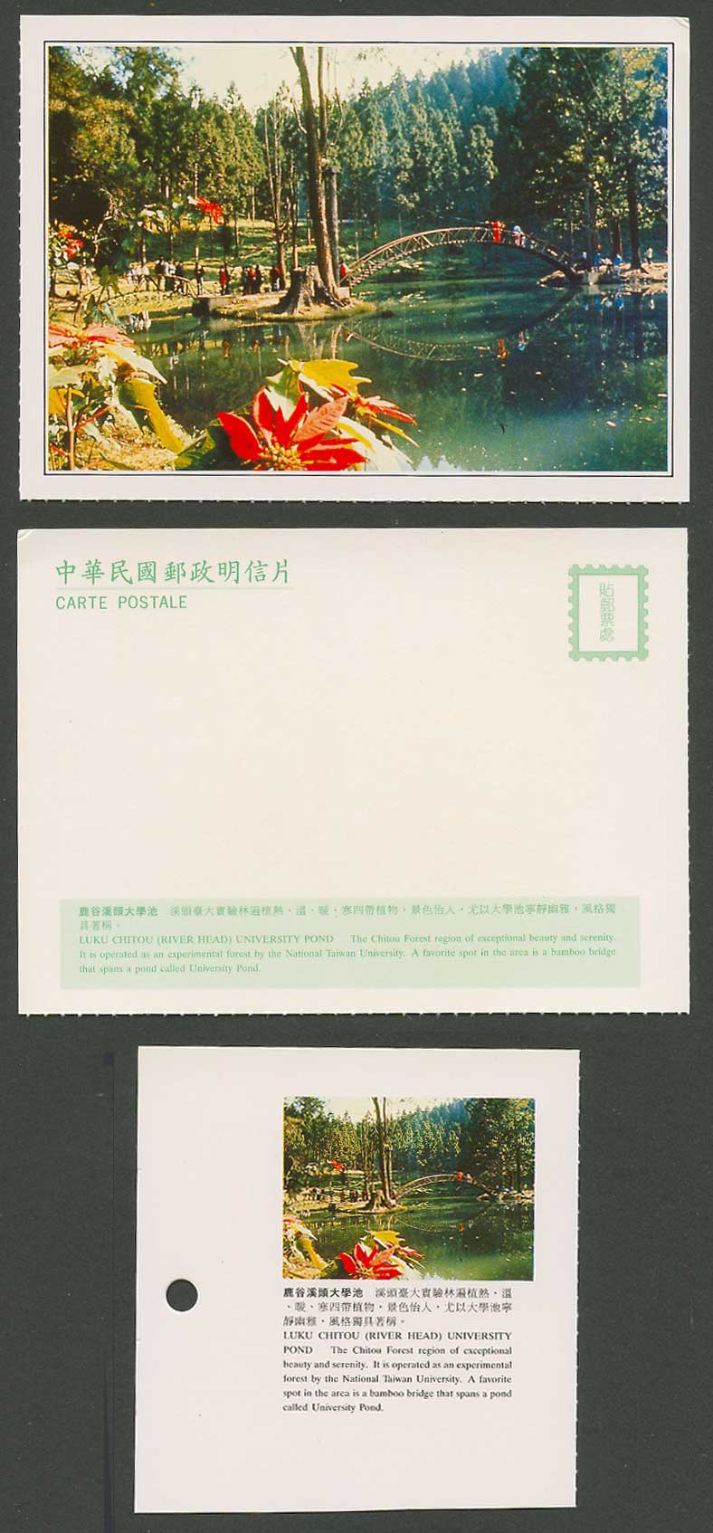 Taiwan Formosa China Postcard Luku Chitou University Pond Forest Bridge 鹿谷溪頭大學池