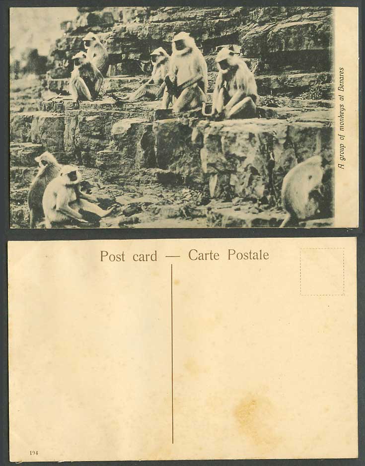India Old Postcard A Group of Monkeys at Benares, Monkey,  Indian Animals No 194