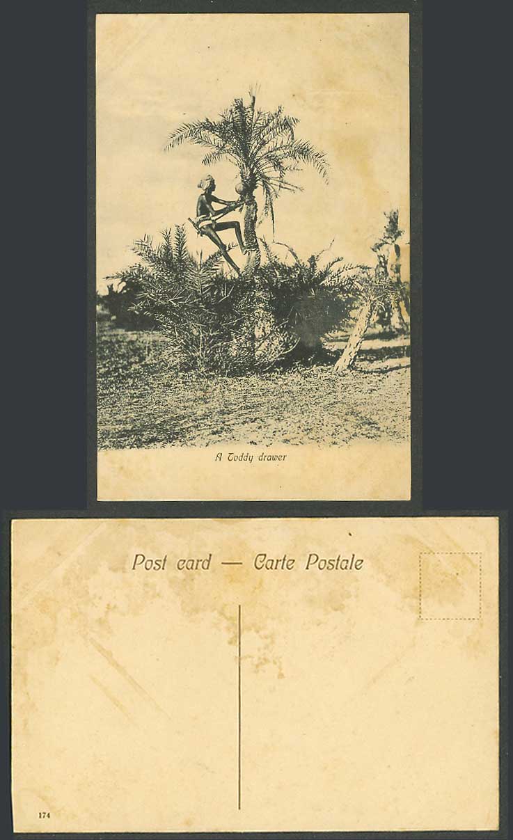India Old Postcard A Toddy Drawer, Native Climber Climbing Palm Tree Ethnic Life