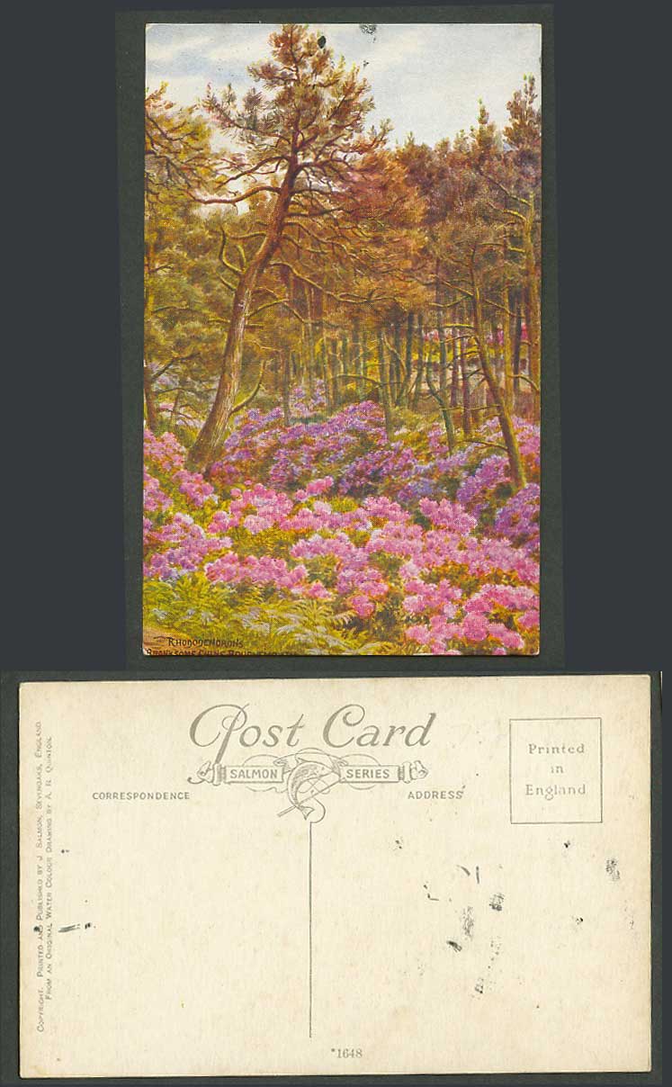 AR Quinton Old Postcard Rhododendrons Branksome Chine Bournemouth Flower No.1648