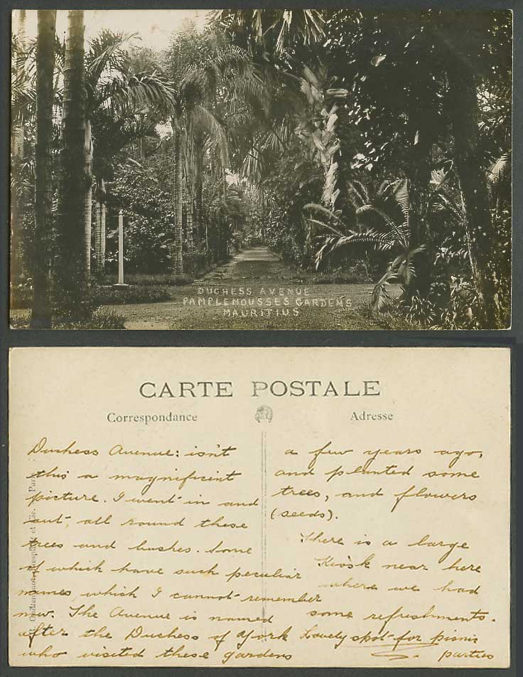 Mauritius Old Real Photo Postcard Duchess Avenue Pamplemousses Gardens Palm Tree