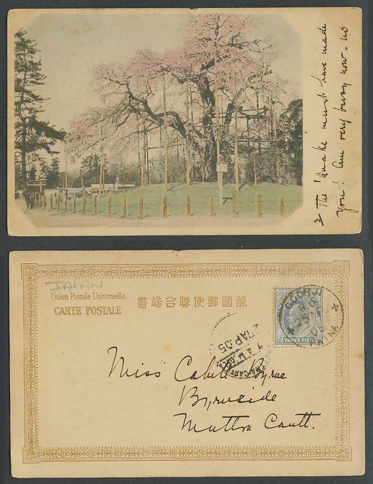 Japan India 3p 1905 Old Hand Tinted Postcard Maruyama Park Kyoto Cherry Blossoms
