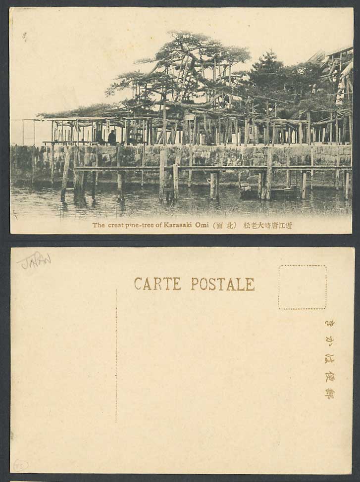 Japan Old Postcard The Great Pine Tree of Karasaki Omi Oomi Pines Trees 近江唐崎 大老松