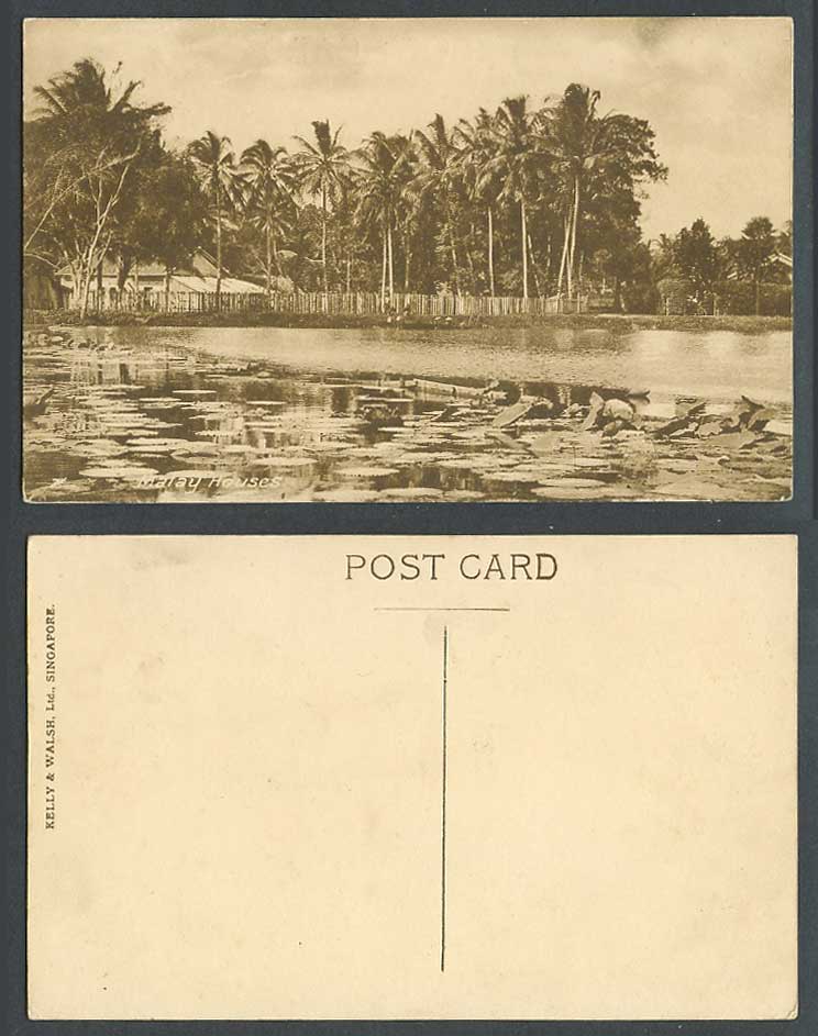 Singapore Old Postcard Malay Houses Palm Trees Lotus Waterlily Pond Lake Kelly&W