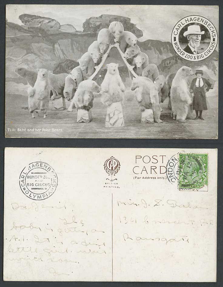 Polar Bears 1914 Old Postcard Tilli Bebe, Carl Hagenbeck's Wonder Zoo Big Circus