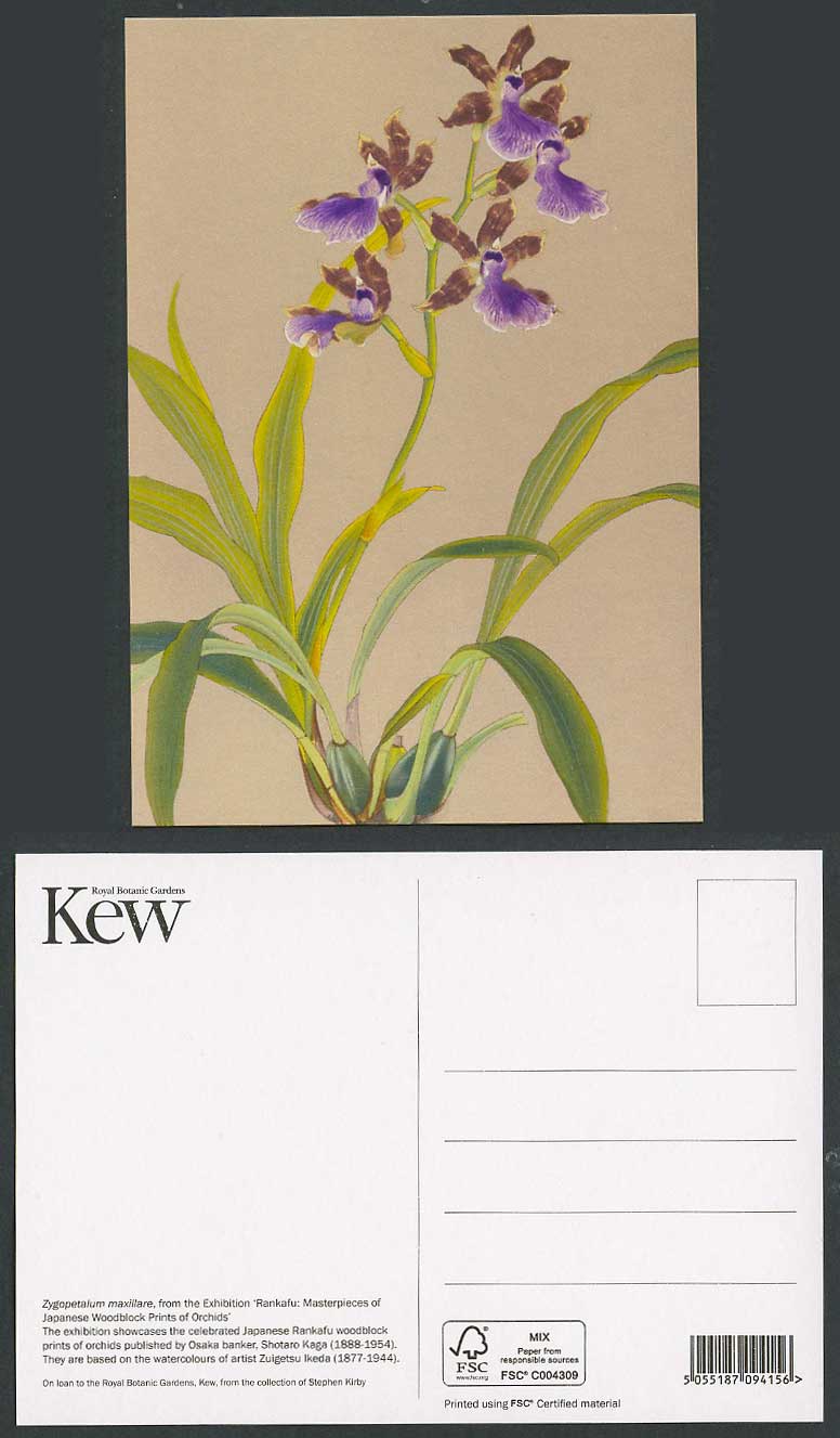 Zygopetalum maxillare Orchid Flowers, Rankafu Woodblock, Zuigetsu Ikeda Postcard