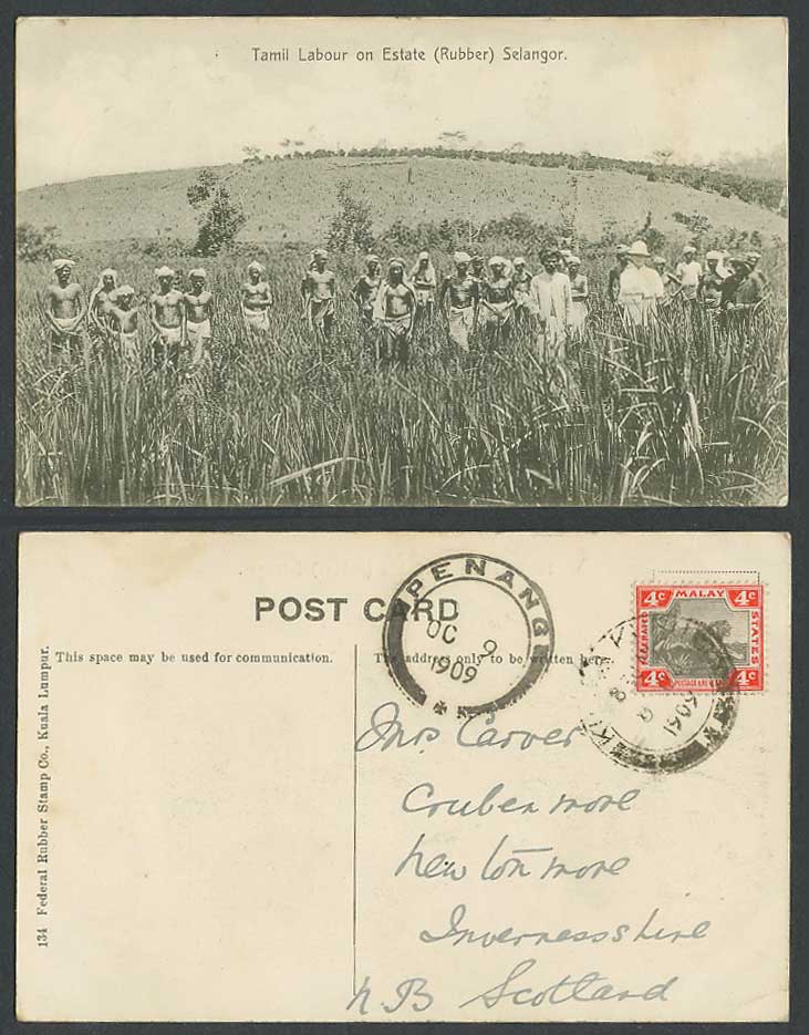 Selangor Kuala Kubu FMS Tiger 4c 1909 Old Postcard Tamil Labour on Rubber Estate