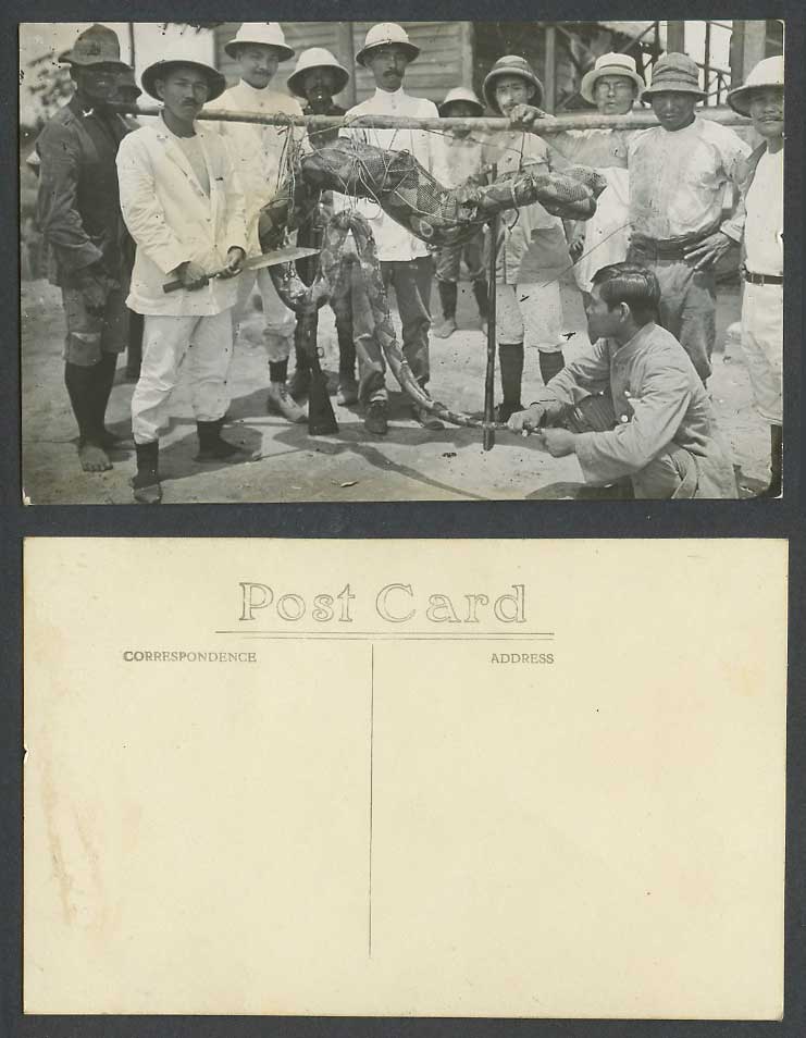 Singapore Malay Python SNAKE Deer in Stomach Hunters Knife Old R. Photo Postcard