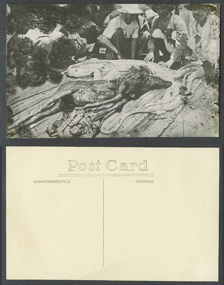 Singapore Old Real Photo Postcard Deer from Stomach of a Big Python Snake Malaya
