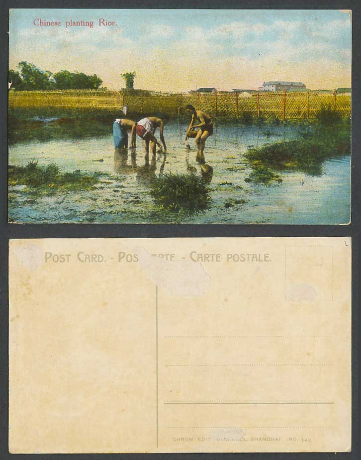 China Old Colour Postcard Chinese Farmers Planting Rice on Paddy Fields Shanghai