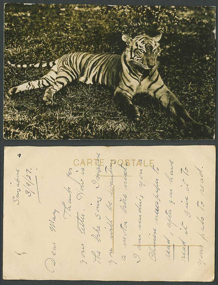 Malay Tiger Singapore 1927 Old Real Photo Postcard Malaya Animal Real Photograph