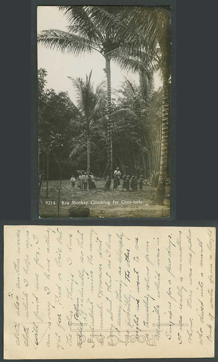 Singapore 1927 Old Real Photo Postcard Kra Monkey Climbing for Coco-nuts, Boys