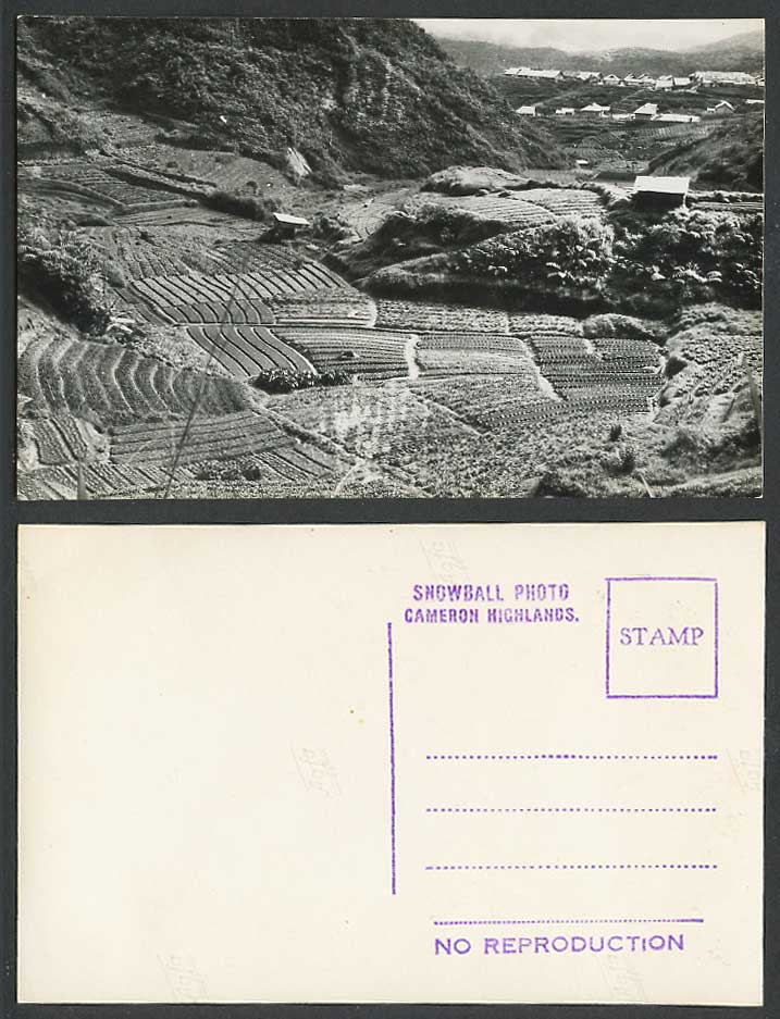 Pahang, Cameron Highlands, Hills Fields Houses, Panorama Old Real Photo Postcard