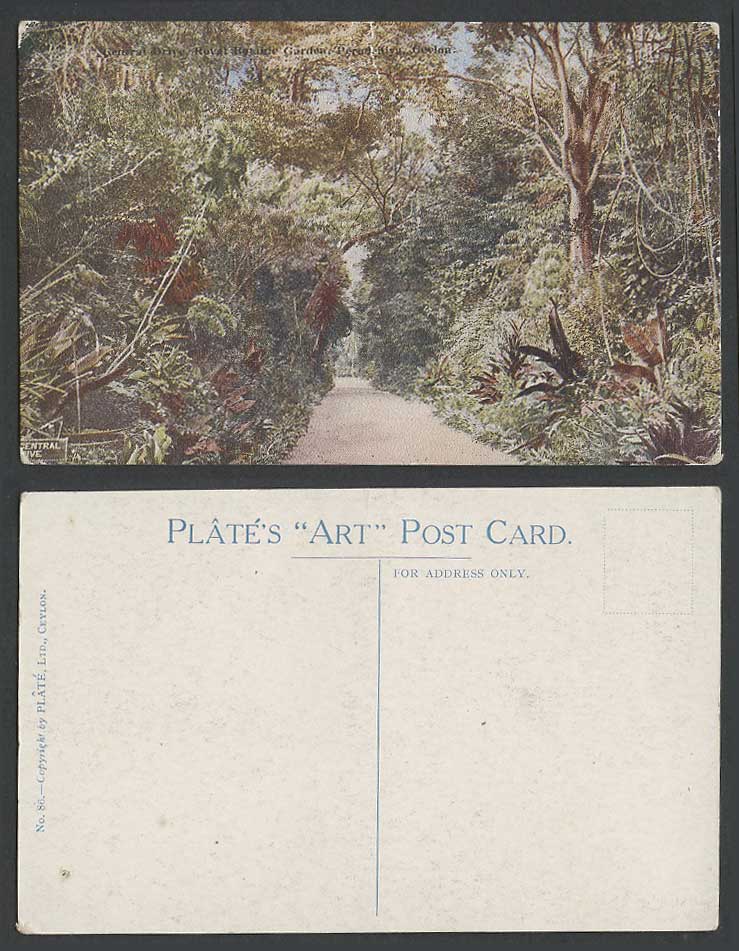 Ceylon Old Postcard Central Drive Royal Botanic Garden Peradeniya, Plates Art 86