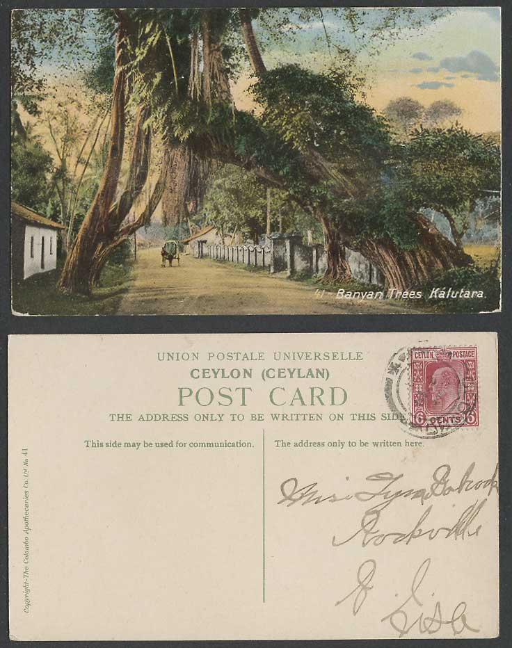 Ceylon KE7 6c 1908 Old Colour Postcard Giant Banyan Trees Kalutara, Street Scene