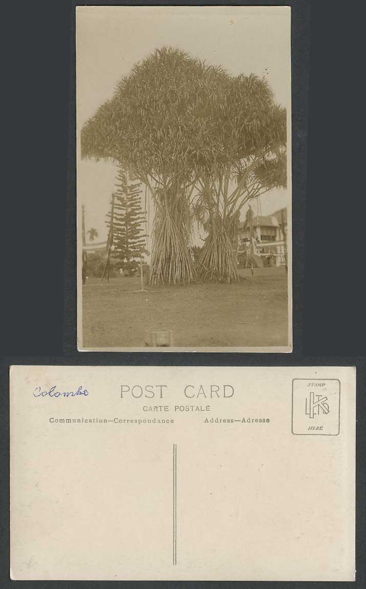 Ceylon Old Photo Postcard Colombo Socratea exorrhiza Walking Palm Tree Cashapona