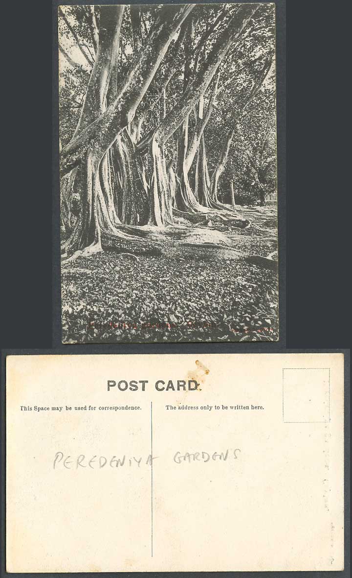 Ceylon Old Postcard Peradeniya Garden, Royal Botanical Gardens, Big Trees Forest