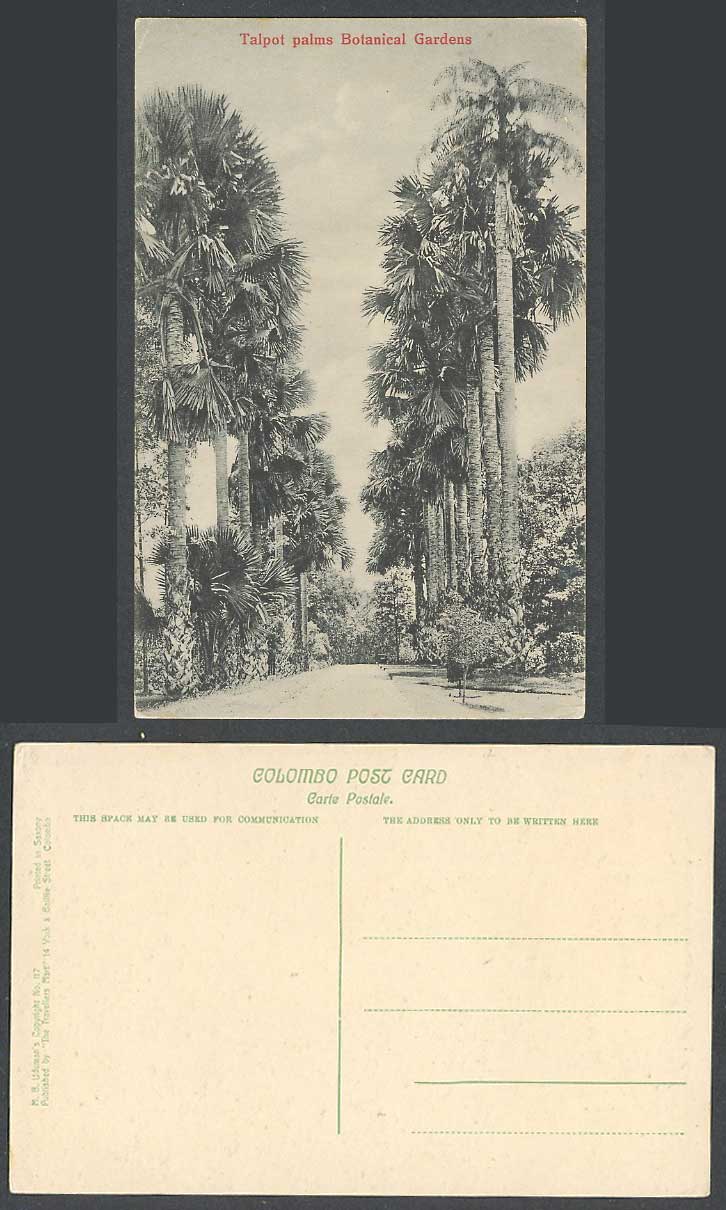 Ceylon Old Postcard Talpot Palms Botanical Gardens Palm Trees Botanic Garden 117
