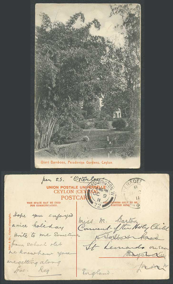 Ceylon per S.S. Osterley Ship 1911 Old Postcard Giant Bamboos Peradeniya Gardens