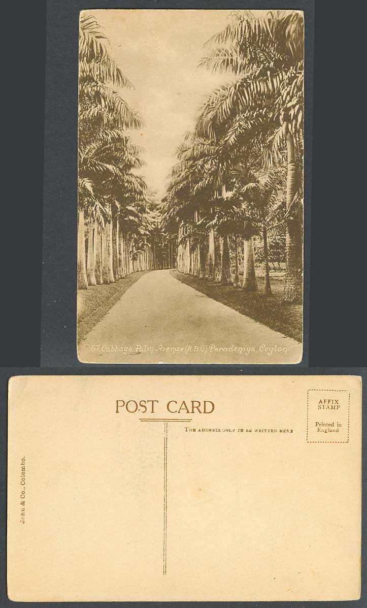 Ceylon Old Postcard Cabbage Palm Avenue (R.B.G.) Peradeniya Royal Botanic Garden