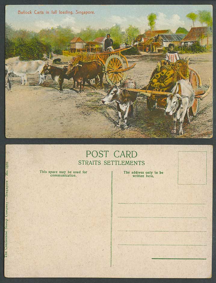 Singapore Old Postcard Double Bullock Carts in Full Loading Village Street House