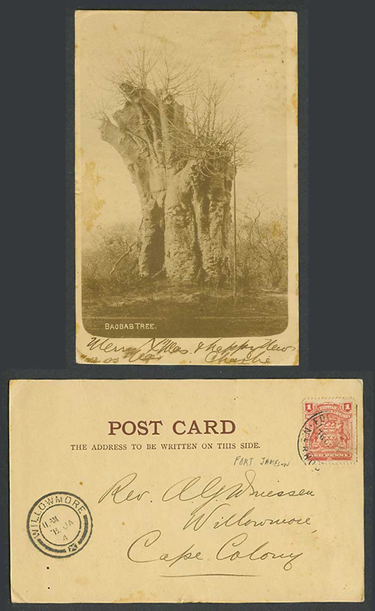Rhodesia, British South Africa Company 1d 1903 Old UB Postcard Large Baobab Tree