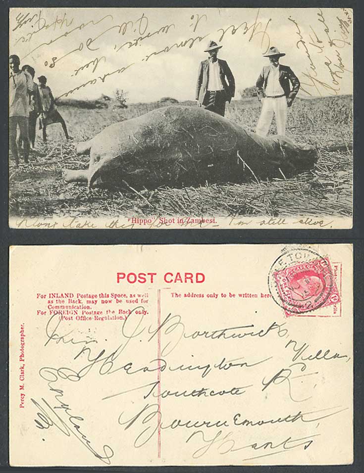 Rhodesia 1d 1905 Old Postcard Hippopotamus Hippo Shot in Zambesi Zambezi Hunters