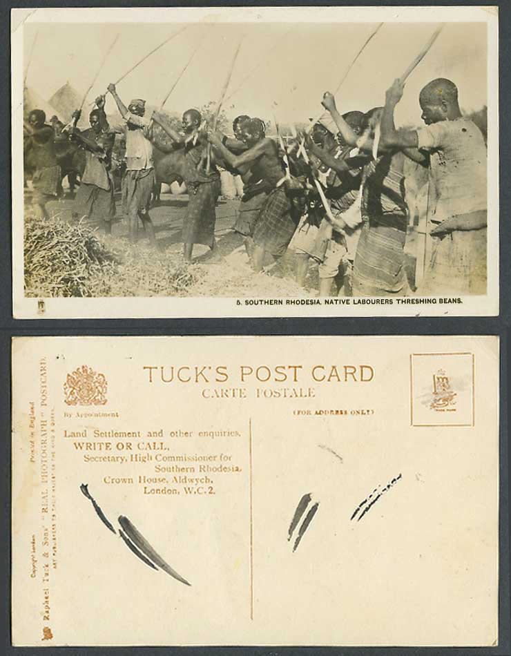 Southern Rhodesia Old Tuck's Postcard Native Labourers Threshing Beans Workers 5