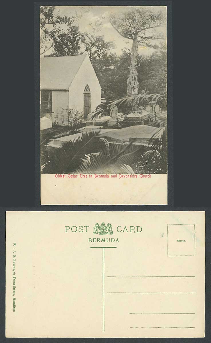 Bermuda Old Postcard Oldest Cedar Tree in Bermuda and Devonshire Church, Graves
