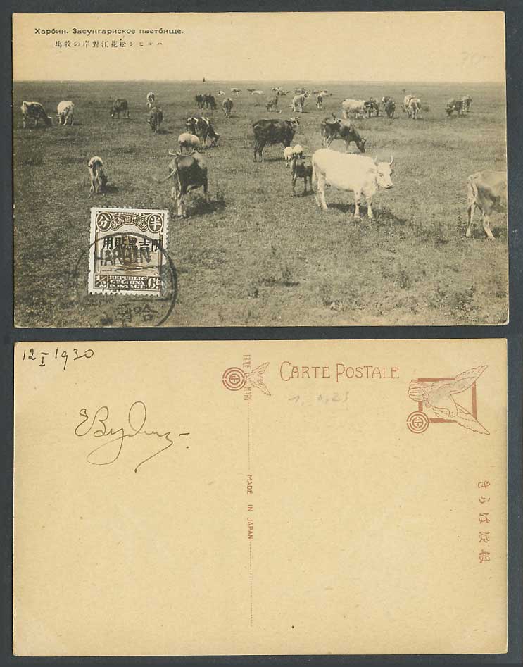 China Harbin 1/2c 1930 Old Postcard Pasture nr Sunggari River Cattle Cow 松花江對岸牧場
