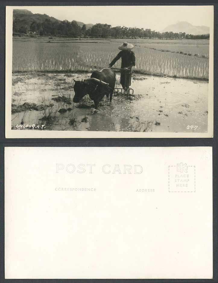 Hong Kong Old Photo Postcard Yuen Un Long N.T. Farmer Buffalo Ploughing Field 元朗