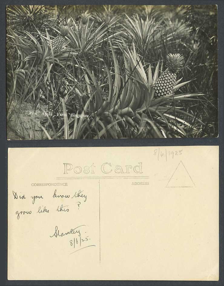 Singapore 1925 Old Real Photo Postcard Pineapple Pine Apple Farm Pineapple Fruit