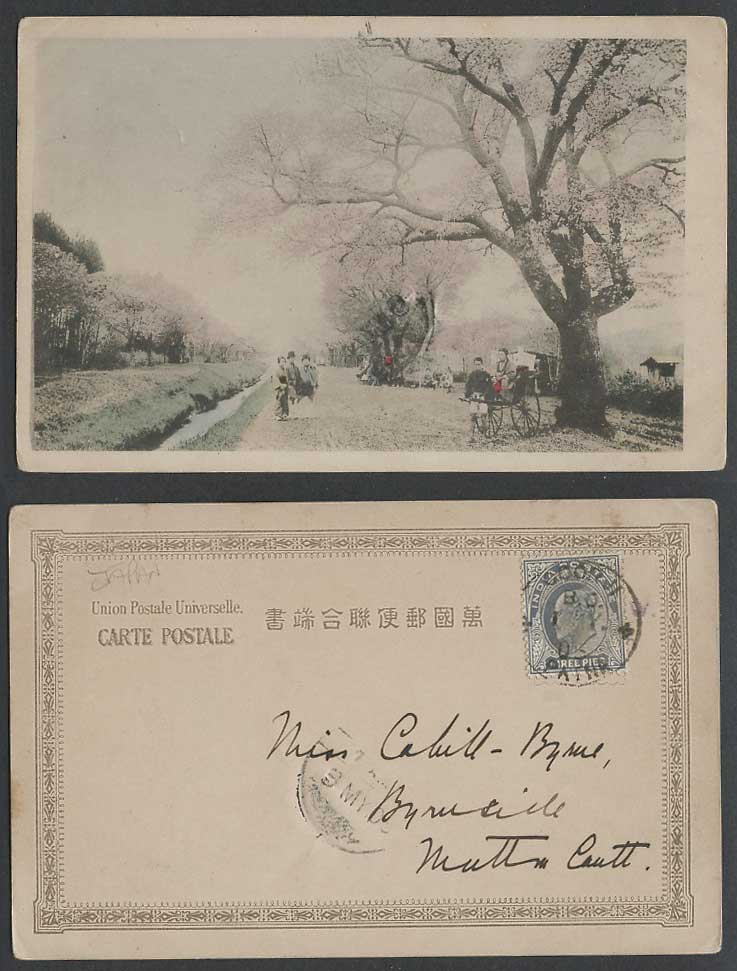 Japan India KE7 3p 1905 Old Hand Tinted Postcard Geisha Cherry Blossoms Rickshaw