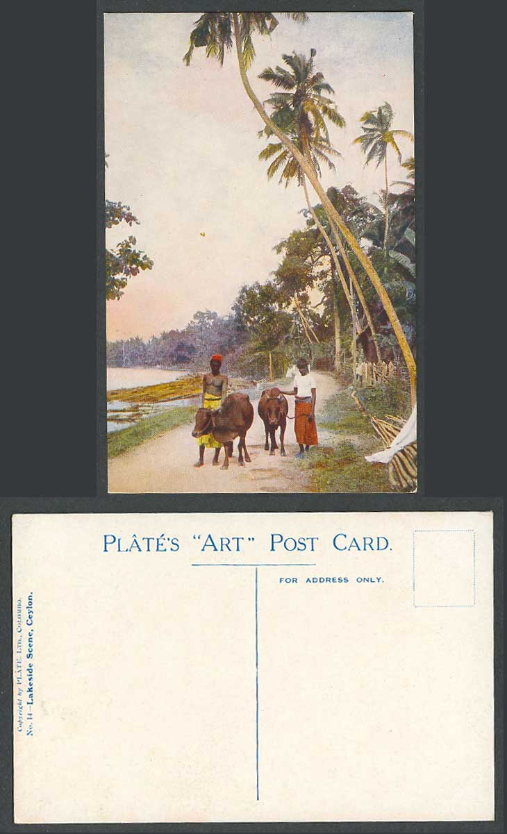 Ceylon Old Postcard Lakeside Scene Natives Cattle Palm Trees Lake Plate's ART 14