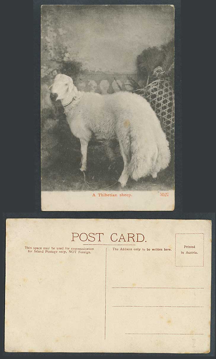 TIBET China India Old Postcard A Thibetian Sheep, Tibetan Animal, Bridge No.5527