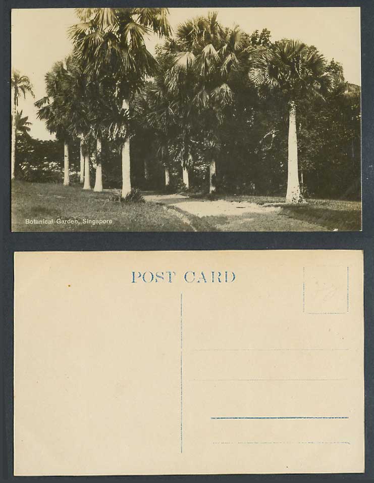 Singapore Old Real Photo Postcard Botanical Garden Botanic Gardens Palm Tree Ave
