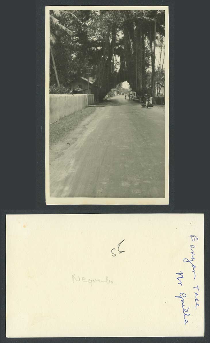 Ceylon Old Real Photo Card Big Banyan Tree nr. Galle Street Scene Coolie Negombo