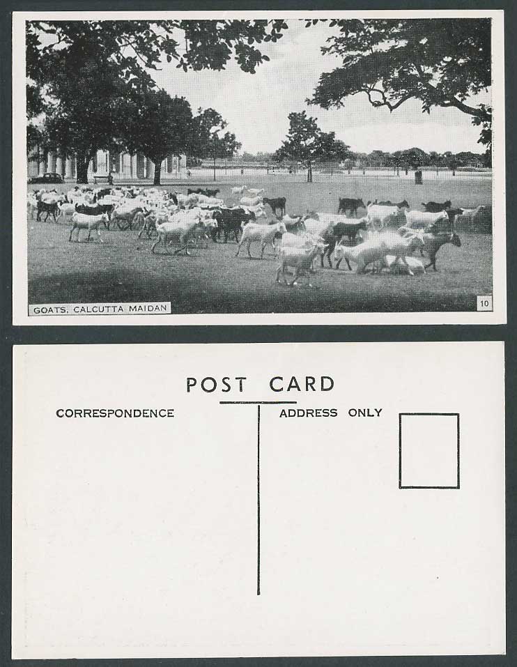 India Old Postcard Goats Calcutta Maidan Panorama Goat Animals No. 10